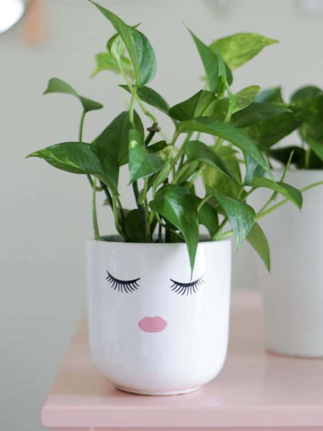How to Care for a Pothos Plant