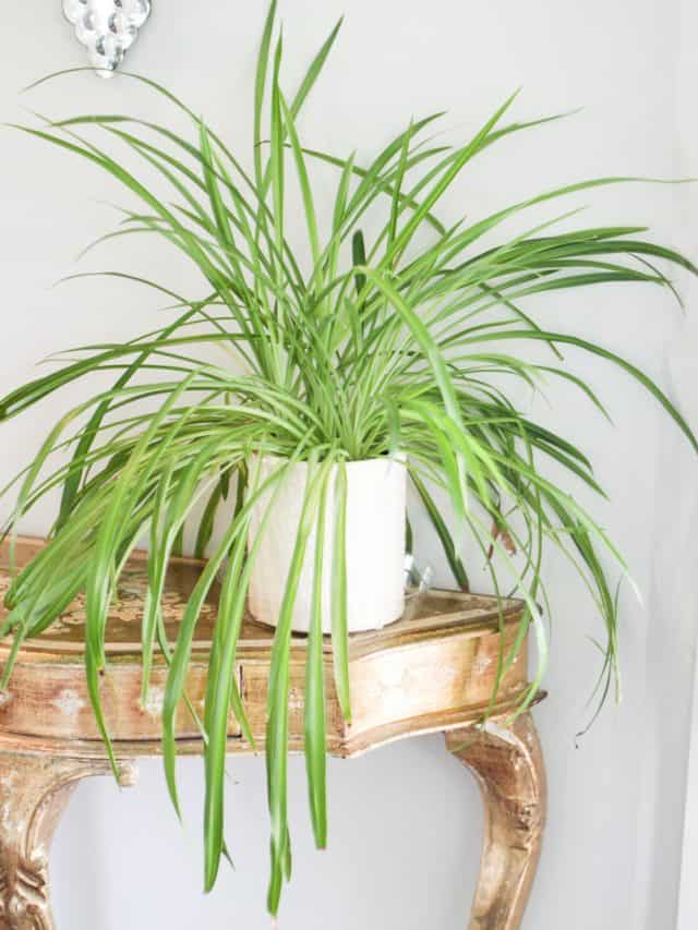spider plant on gold table