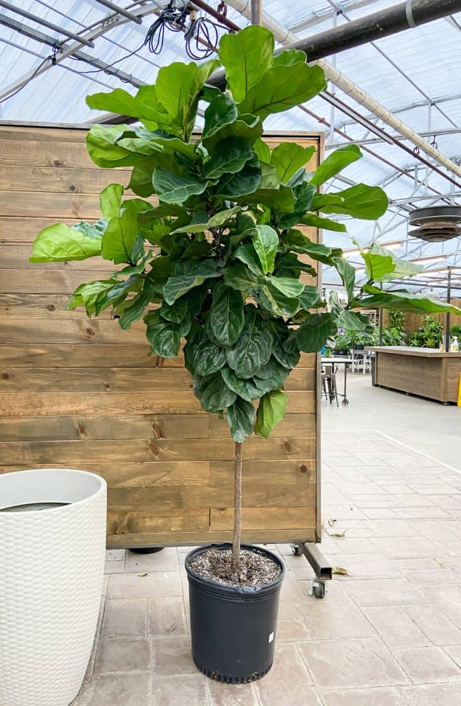 fiddle leaf fig