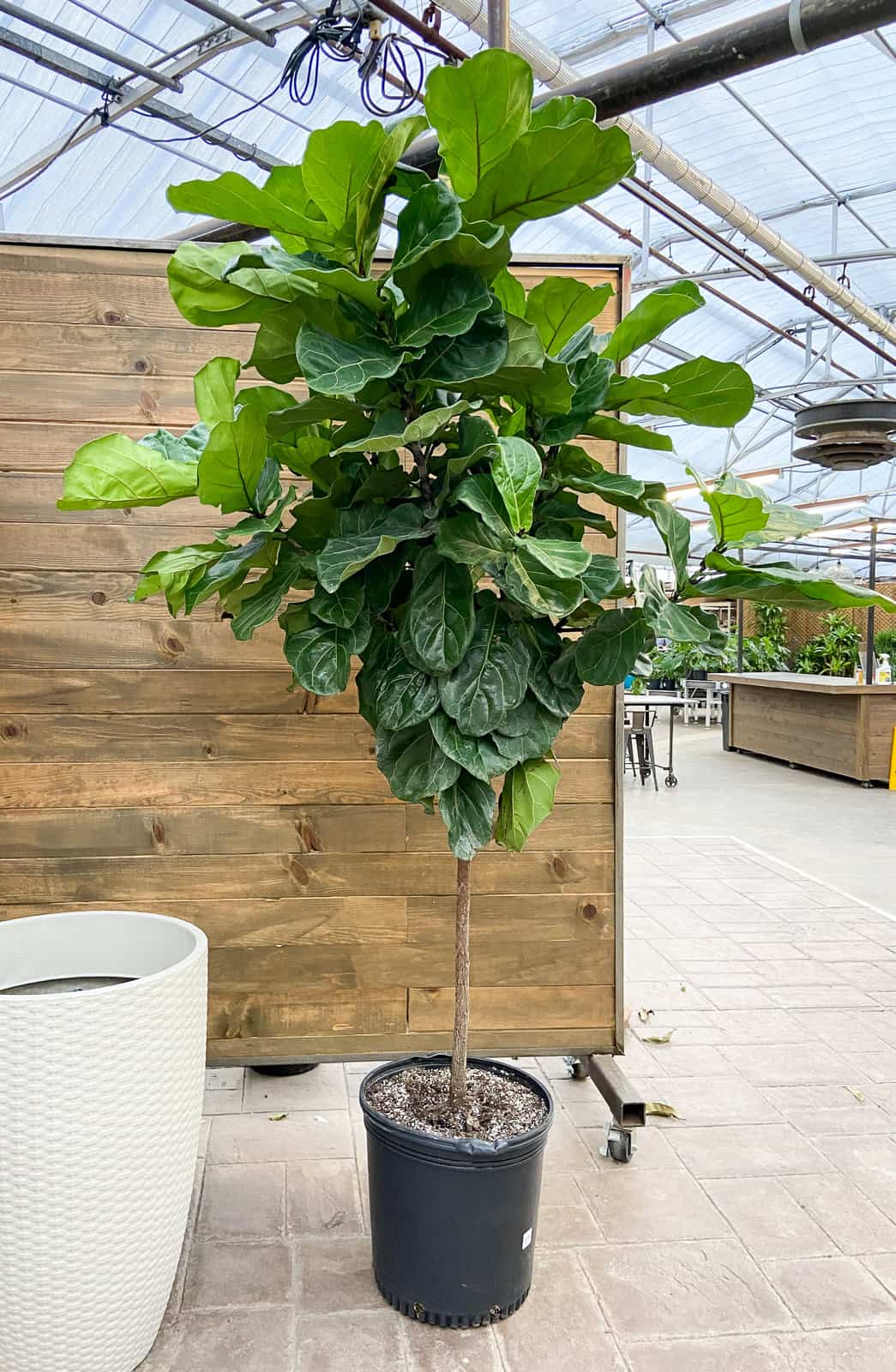 3 Best Fertilizers for Fiddle Leaf Fig - Paisley Plants