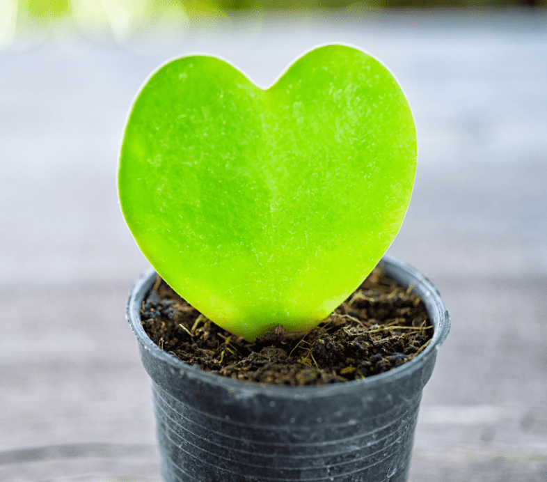 hoya heart plant