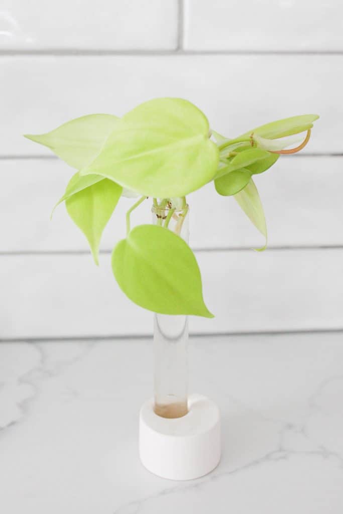 neon pothos plant in propagation station