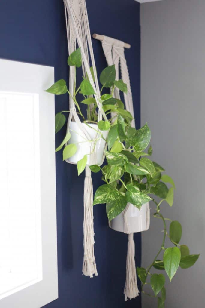 pothos plant