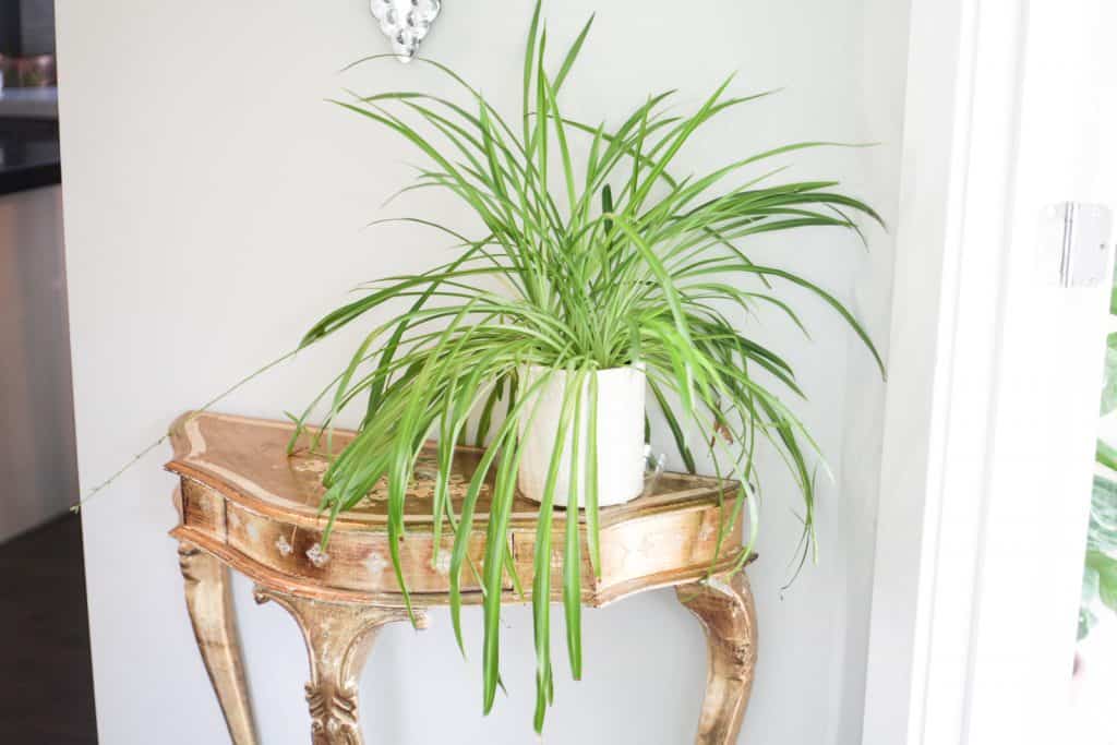 spider plant