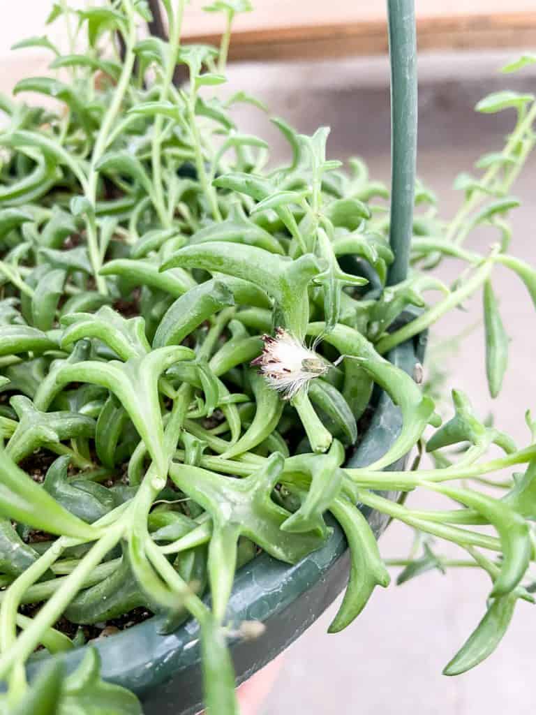 string of dolphins flowers