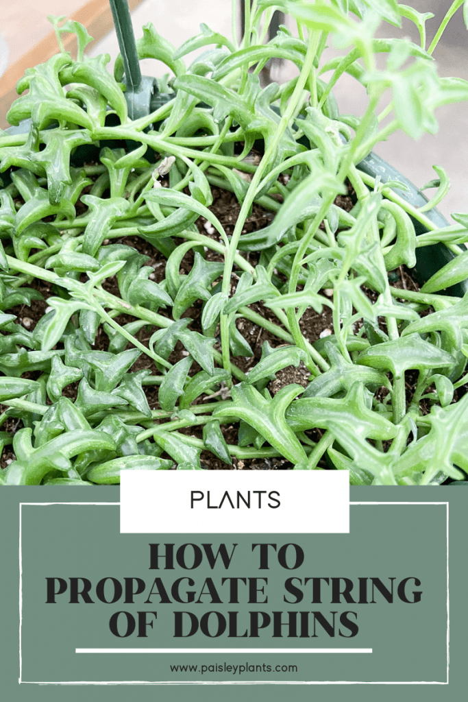 how to propagate a string of dolphins