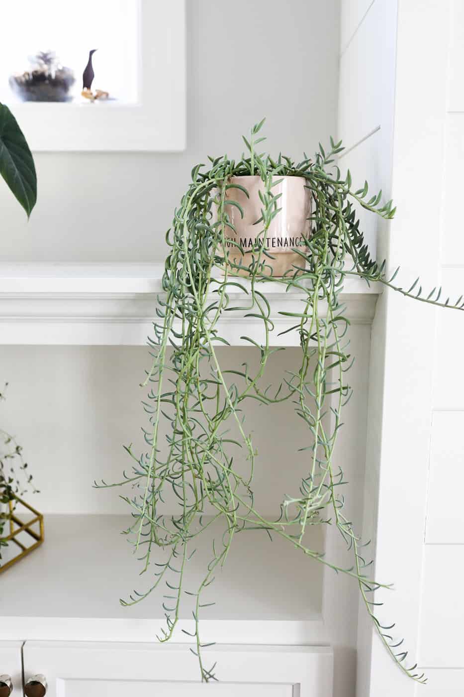 string of fishhook plant