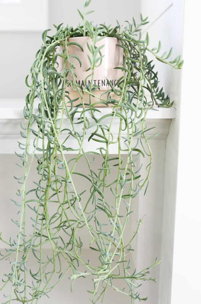 String of Fishhooks Plant Care Tips - Paisley Plants