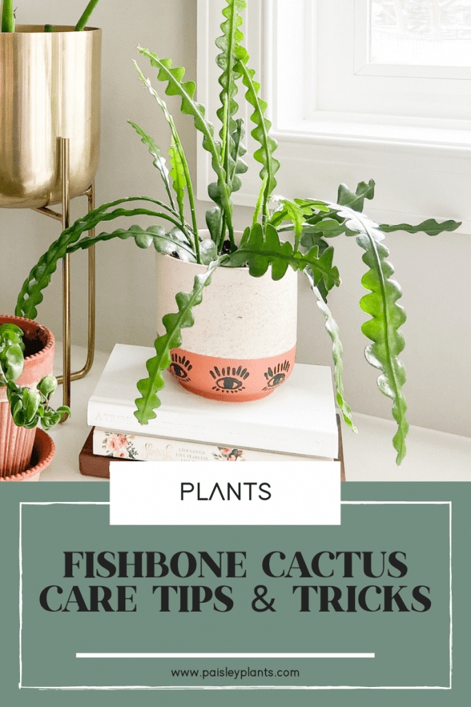 Fishbone Cactus (Ric Rac) Care - Paisley Plants