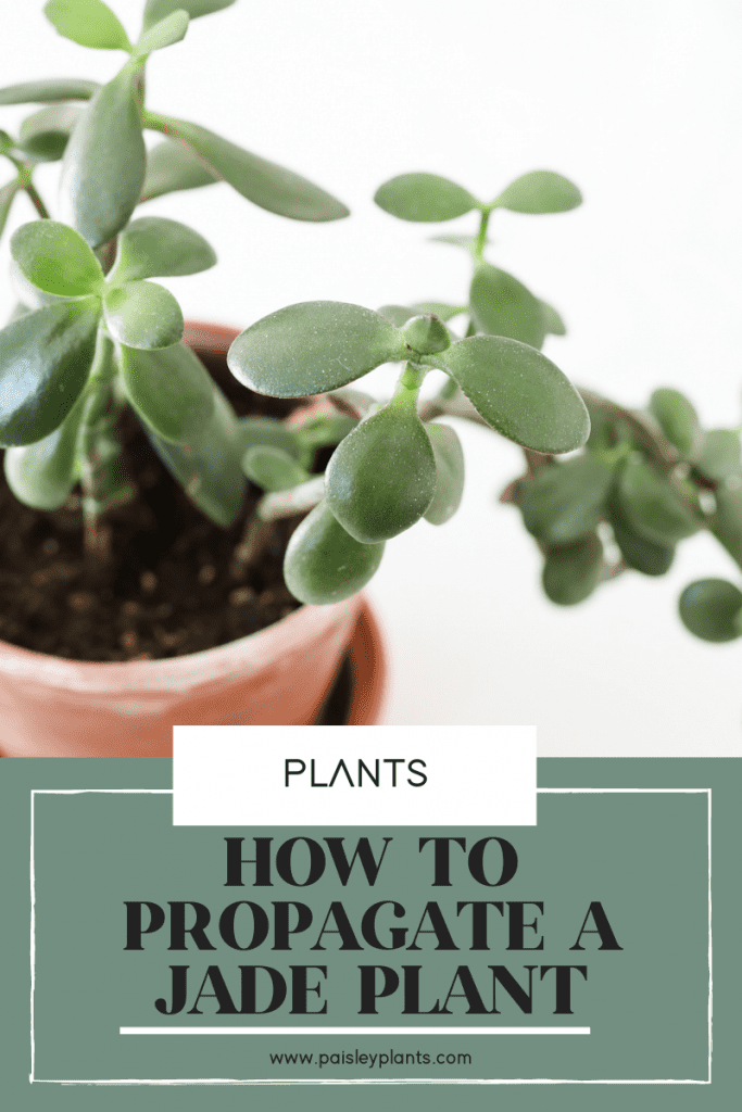 How to Propagate a Jade Plant From Stem or Leaf Cuttings - Paisley Plants