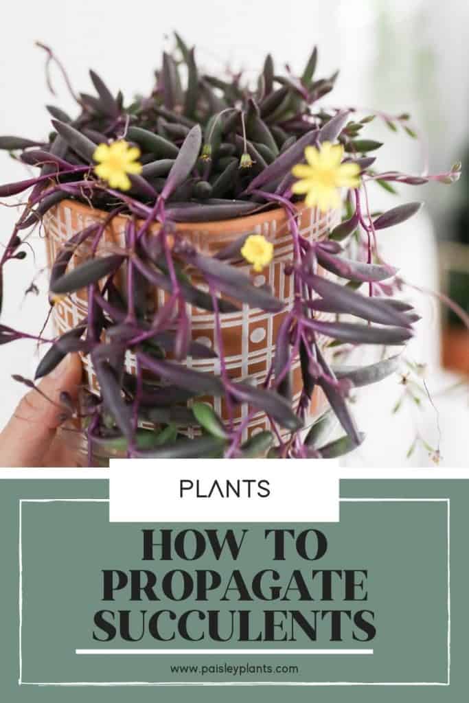 How To Propagate Succulents
