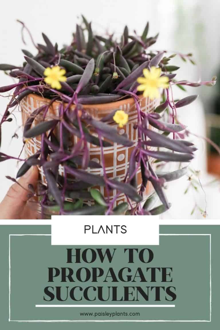 How To Propagate Succulents From Cuttings, Leaves or Pups