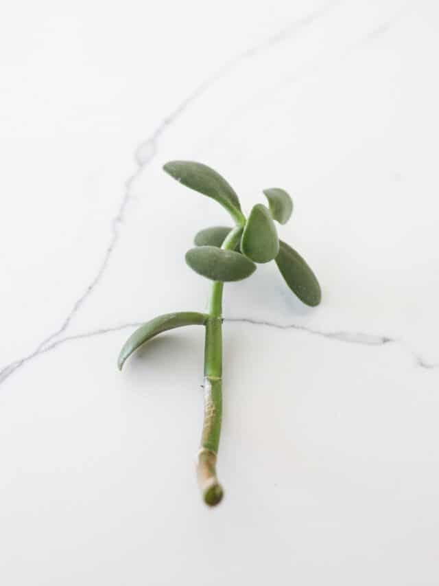 How to Propagate a Jade Plant
