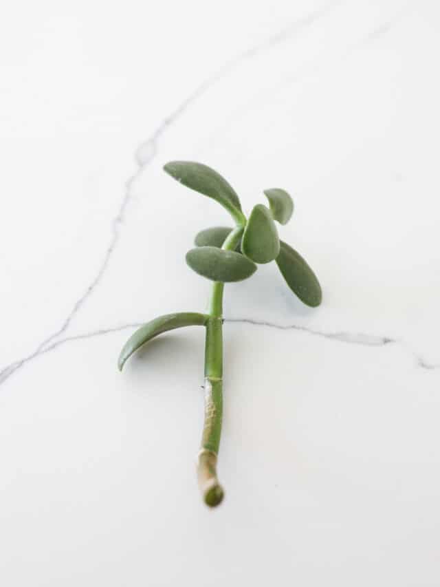 jade plant stem clippings