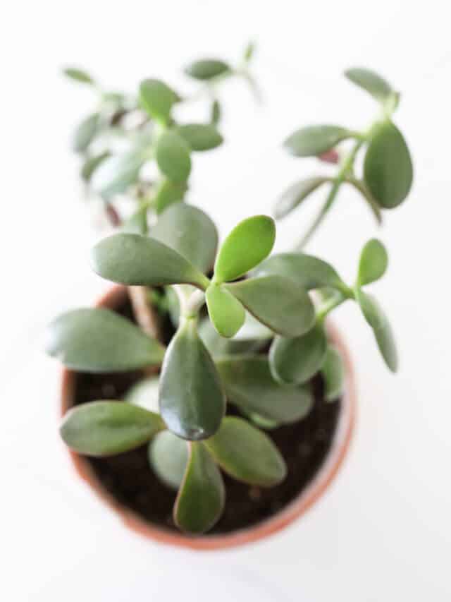 3 Tips to Care for Jade Plants In Your Home