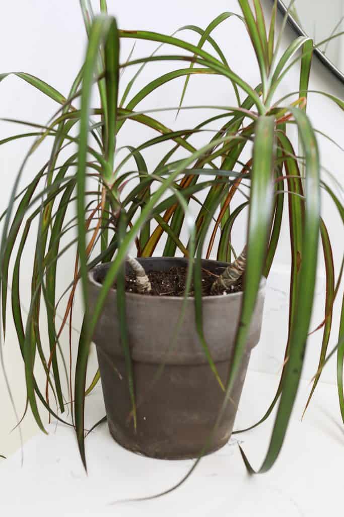 dracaena