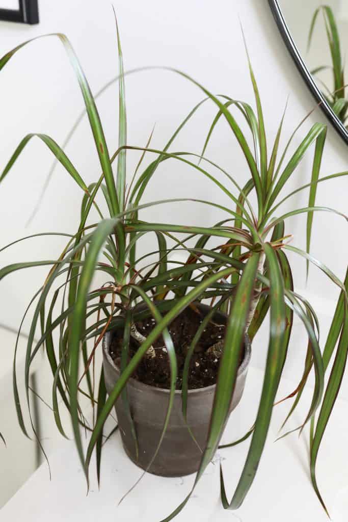 dracaena