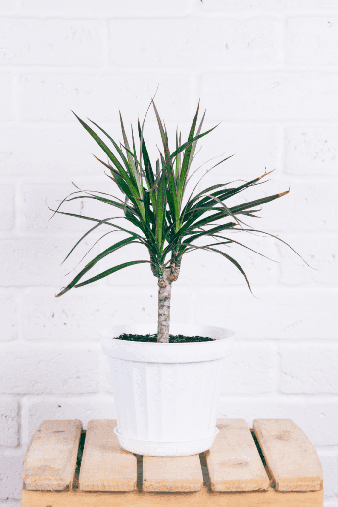 Dracaena: Ultimate Care Guide
