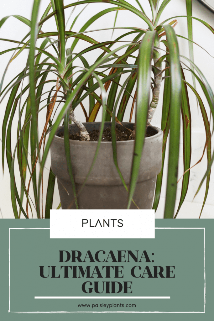 Dracaena: Ultimate Care Guide
