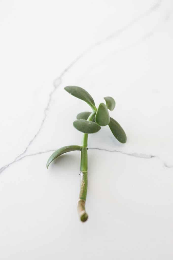 jade plant stem clippings