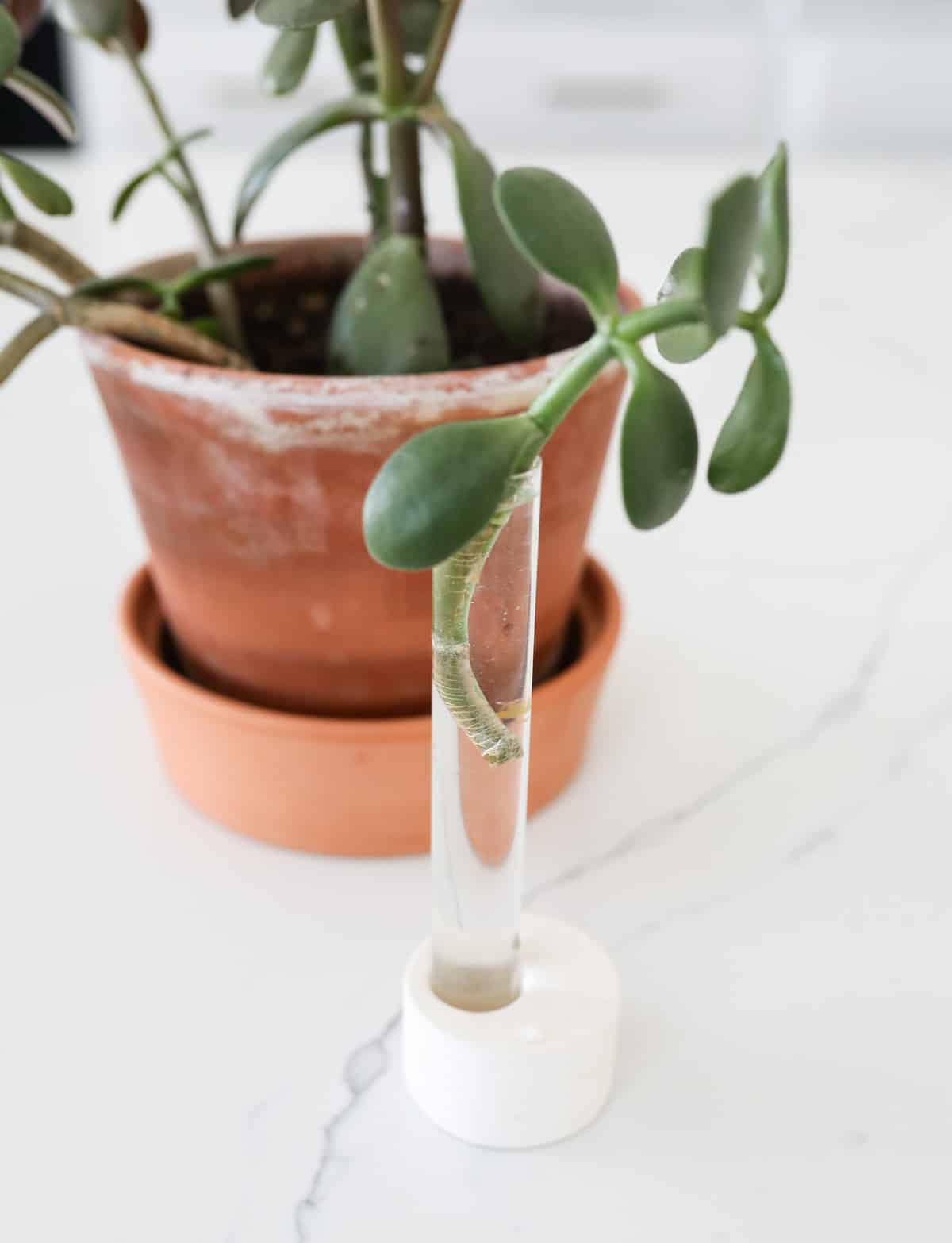 jade plant propagation