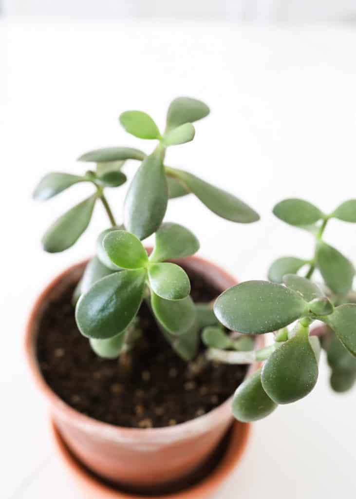 jade plant