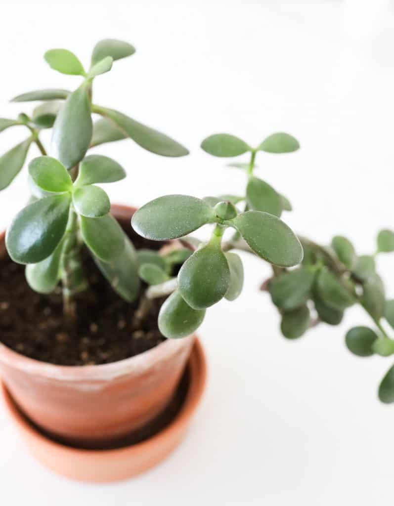 jade plant