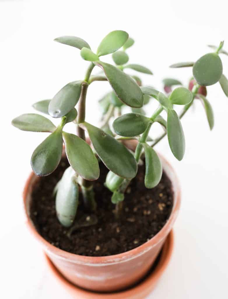 jade plant