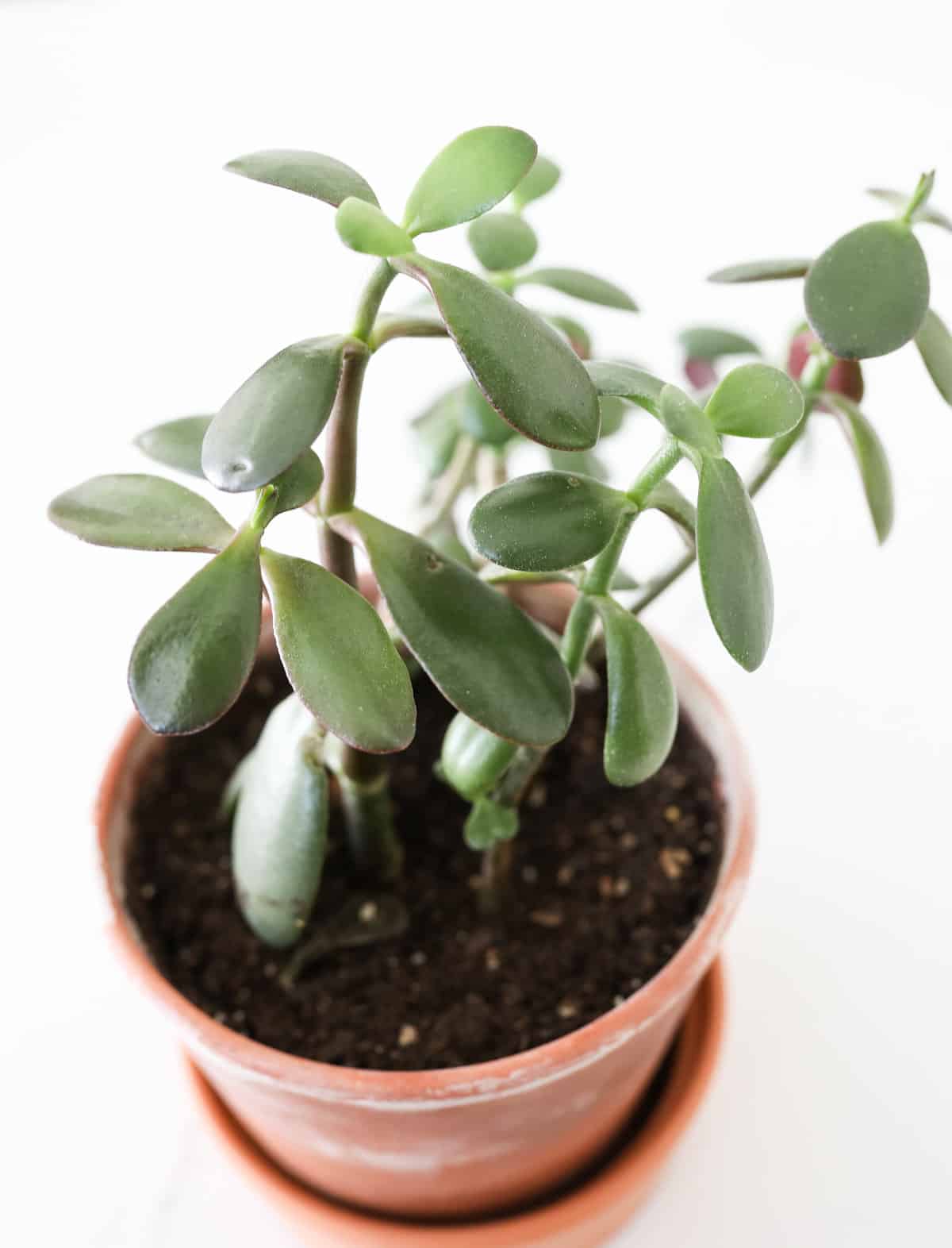 How to Propagate a Jade Plant From Stem or Leaf Cuttings Paisley Plants