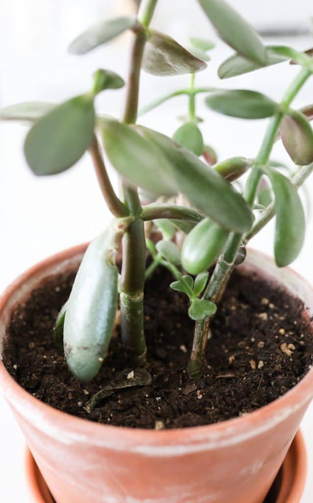 jade plant