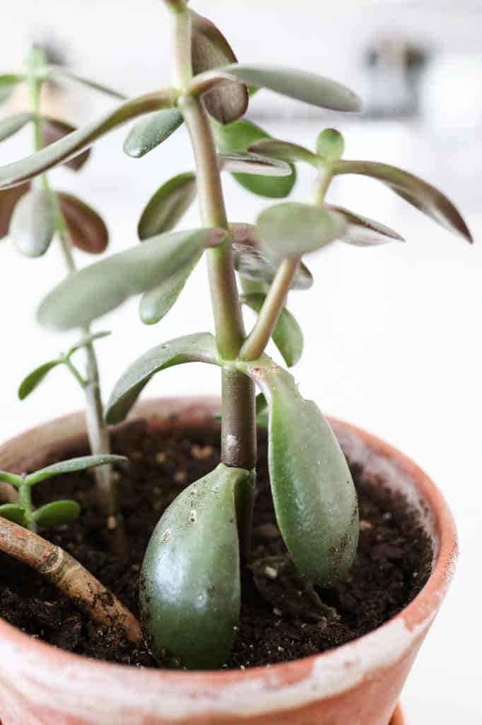 jade plant