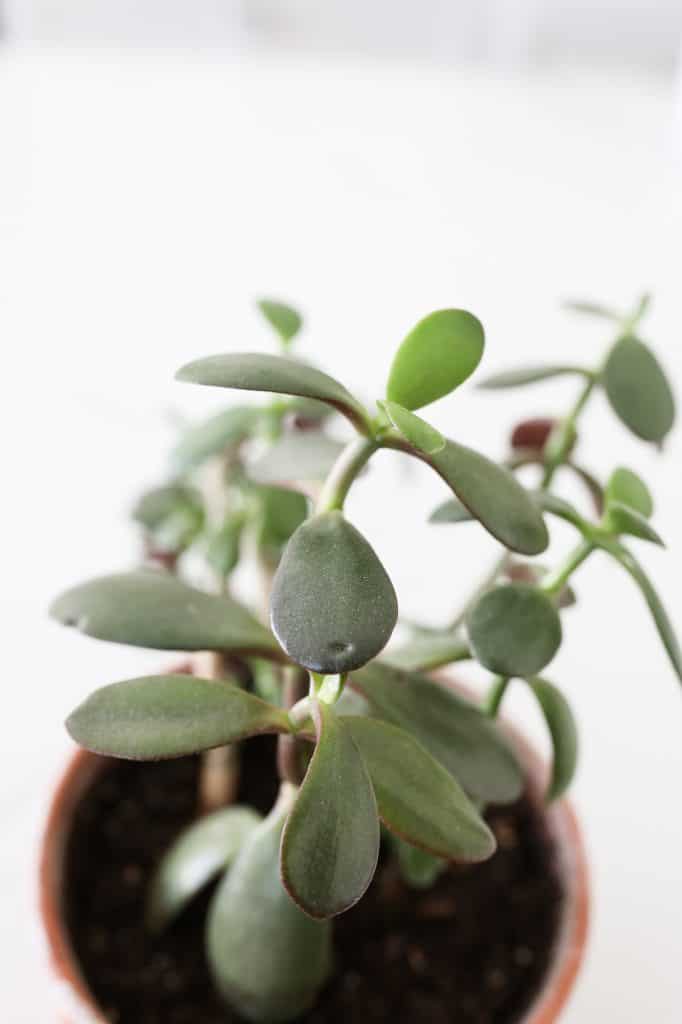 jade plant