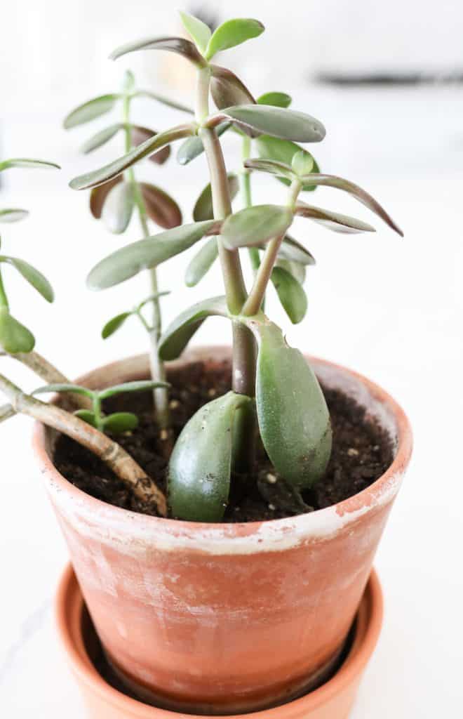 jade plant in terracotta pot