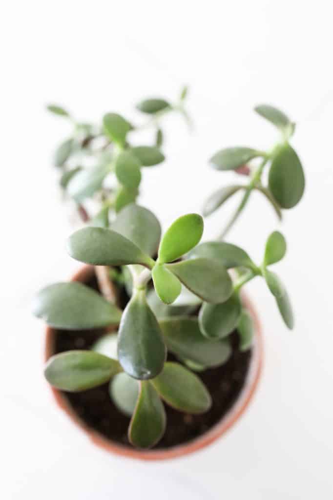 jade plant