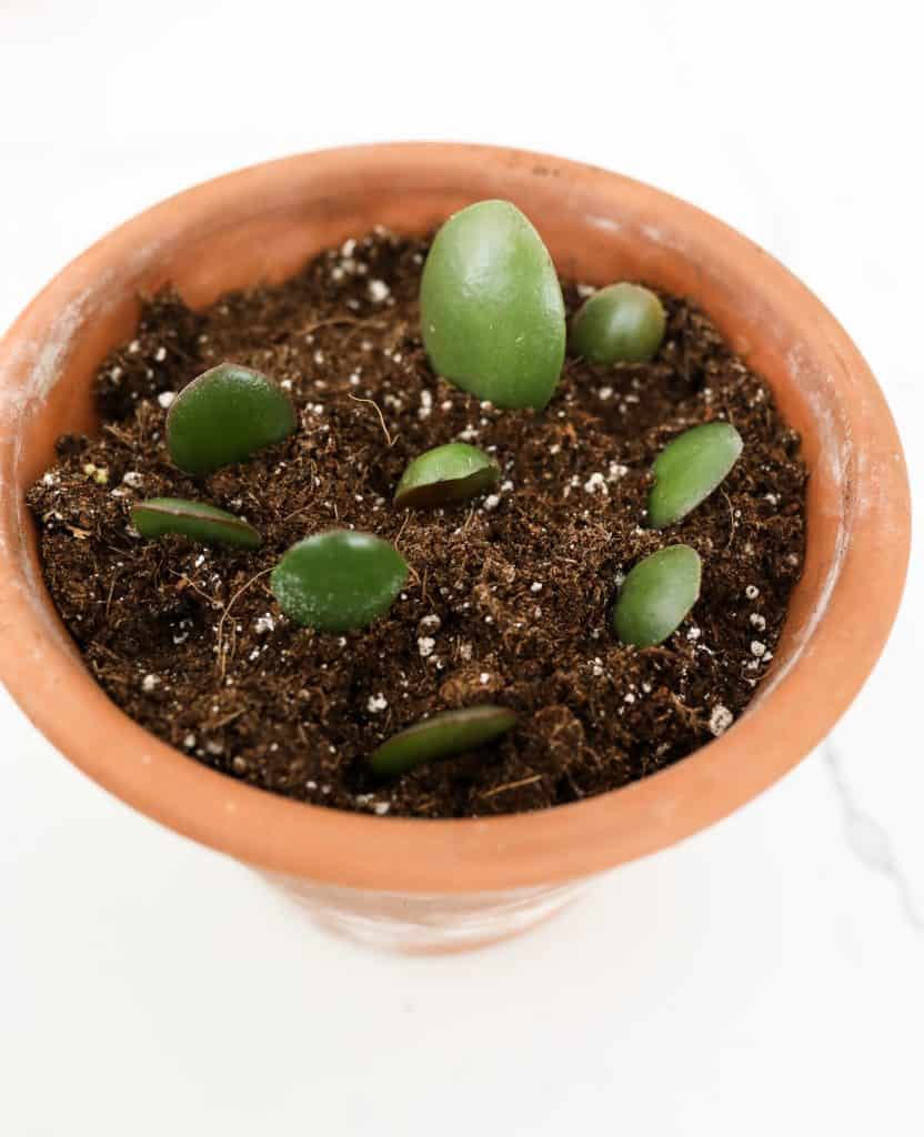 propagating jade plant