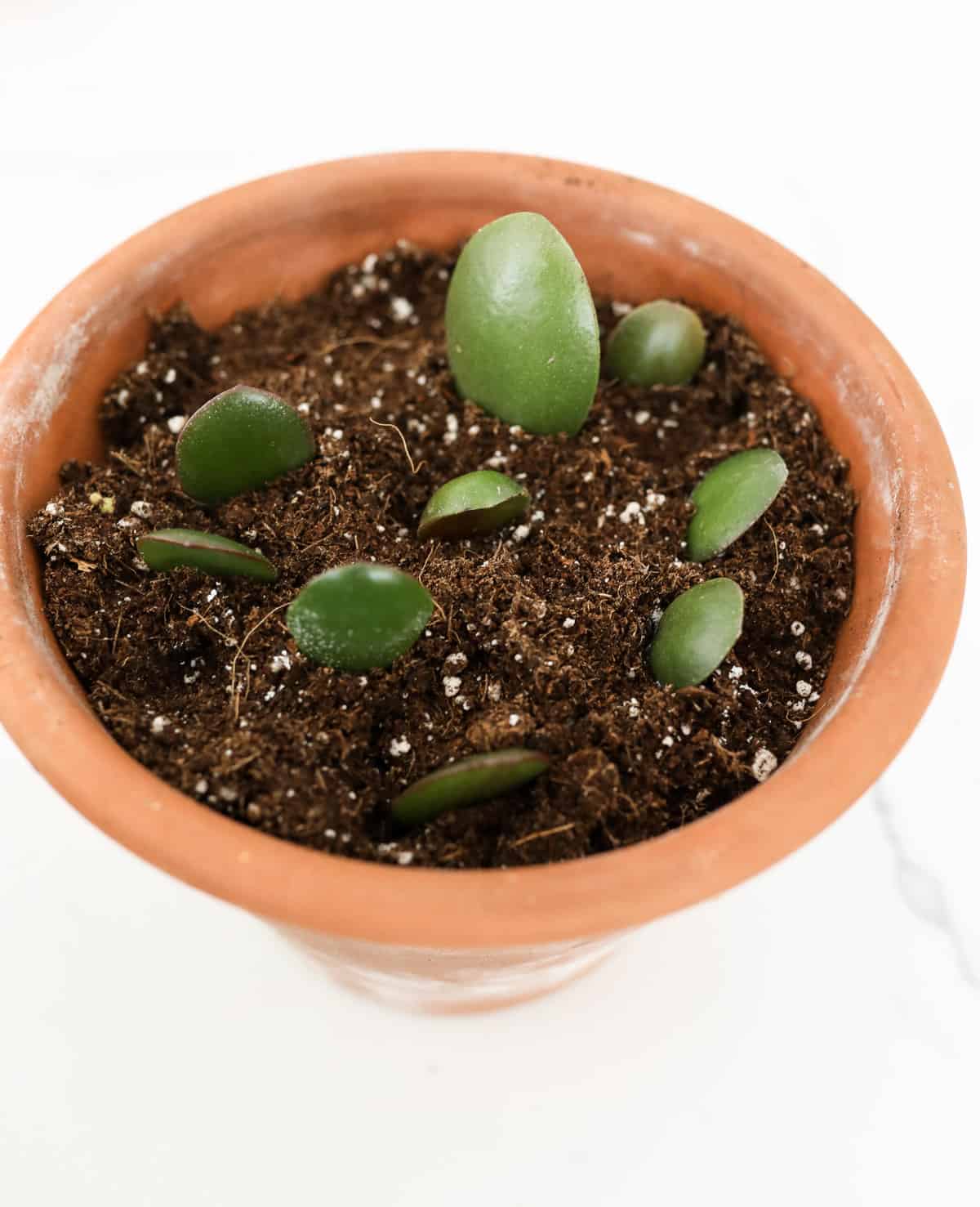 How to Propagate a Jade Plant From Stem or Leaf Cuttings Paisley Plants