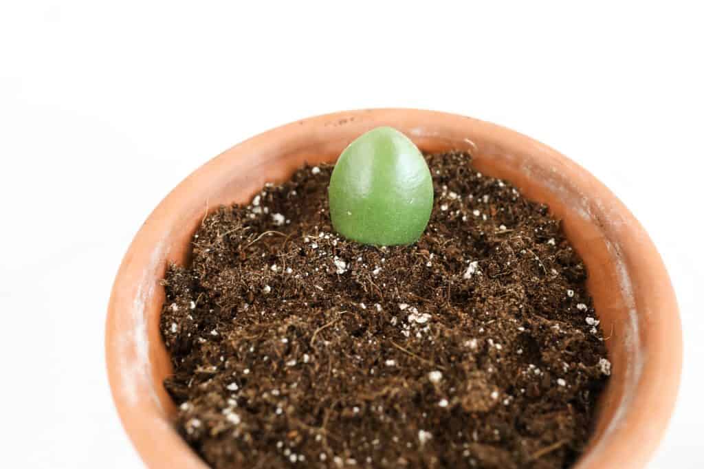 jade plant leaf in pot