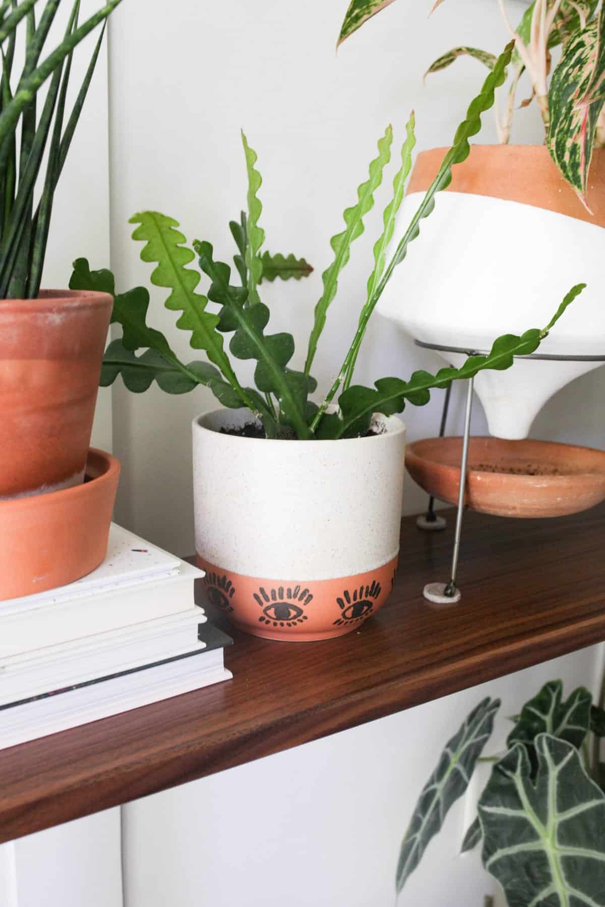 Fishbone Cactus (Ric Rac) Care Paisley Plants