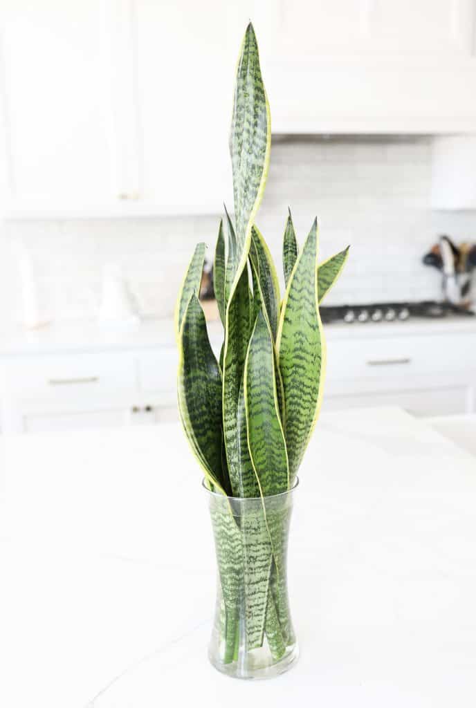 snake plant propagation in water