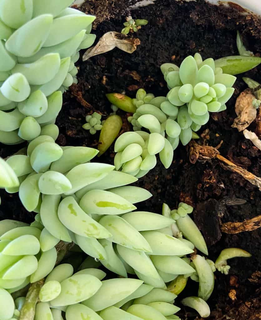 succulent propagation through leaves