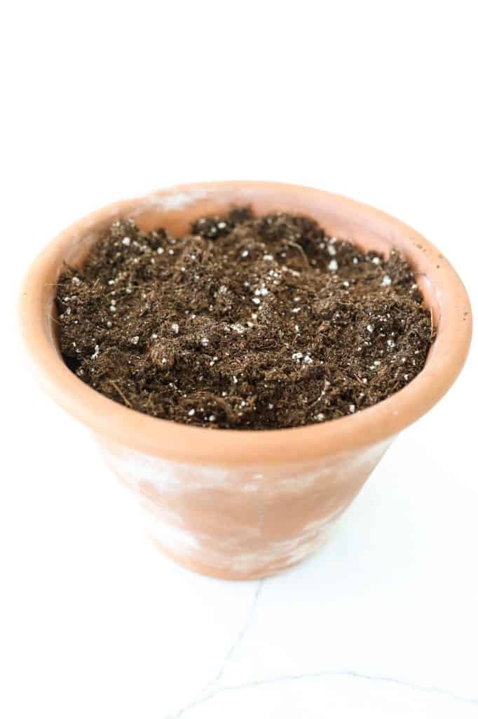 terracotta pot with dirt