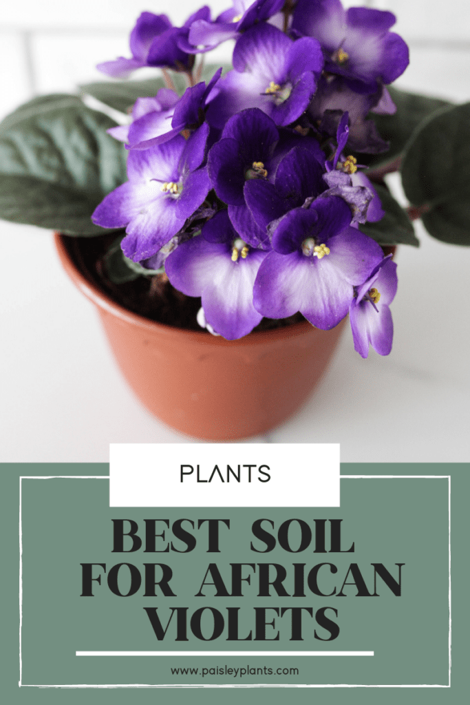 best soil for african violets