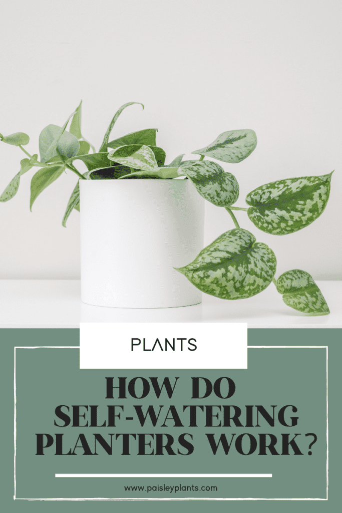 how do self watering planters work?