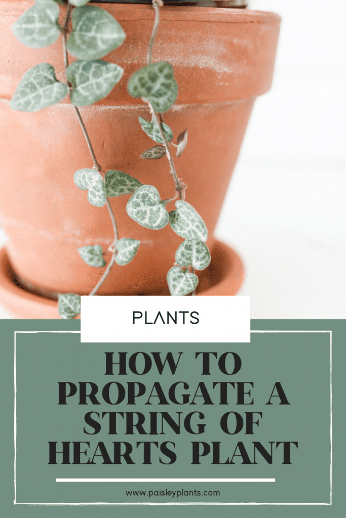 How To Propagate A STRING OF HEARTS PLANT