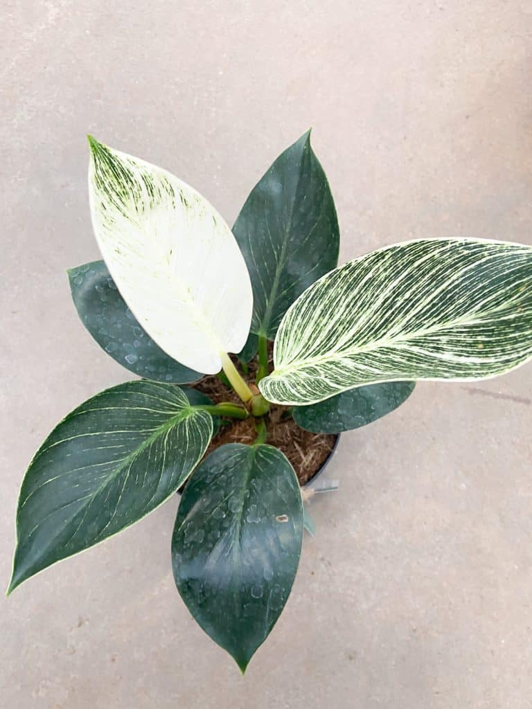 Philodendron