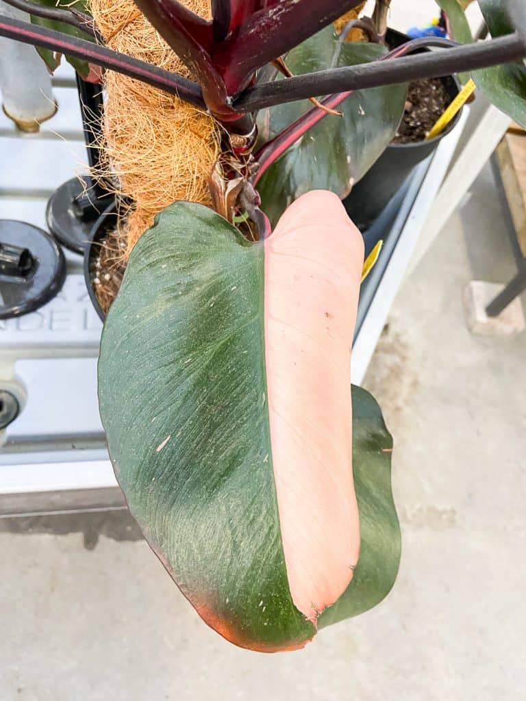 philodendron pink princess