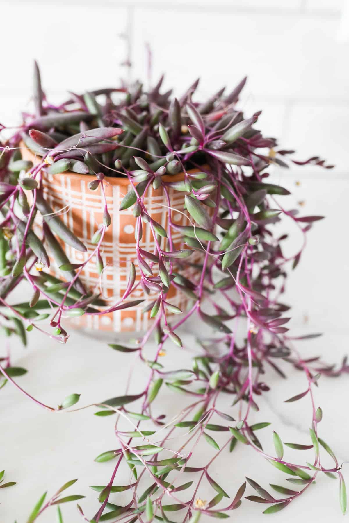 Ruby Necklace Succulent Care Tips Paisley Plants