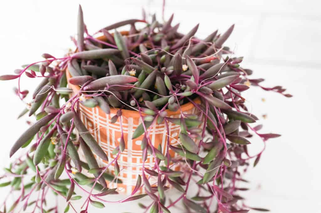 How to care for Ruby Necklace succulent - Succulents Box