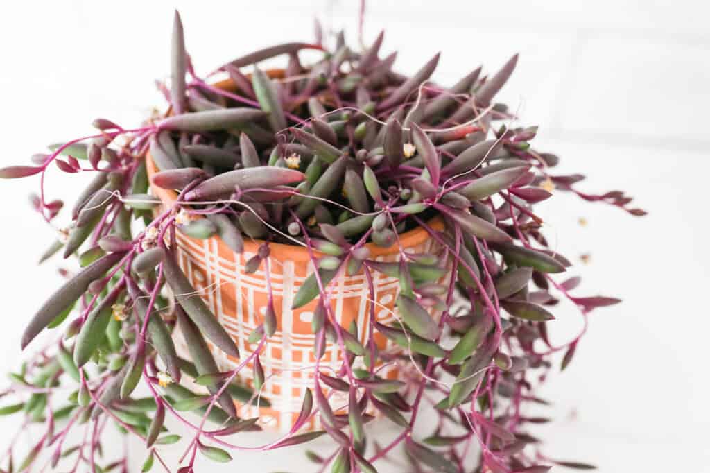 ruby necklace plant in terracotta pot