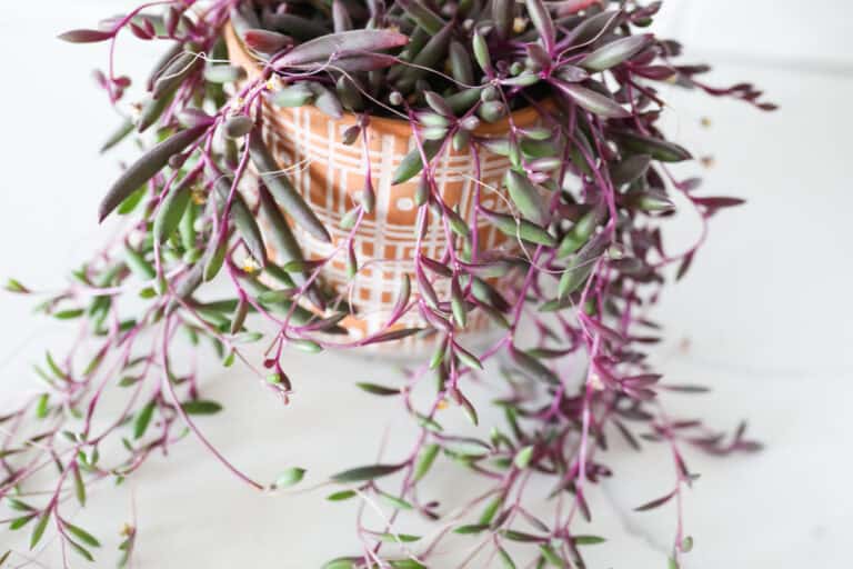 Ruby Necklace Succulent Care Tips Paisley Plants